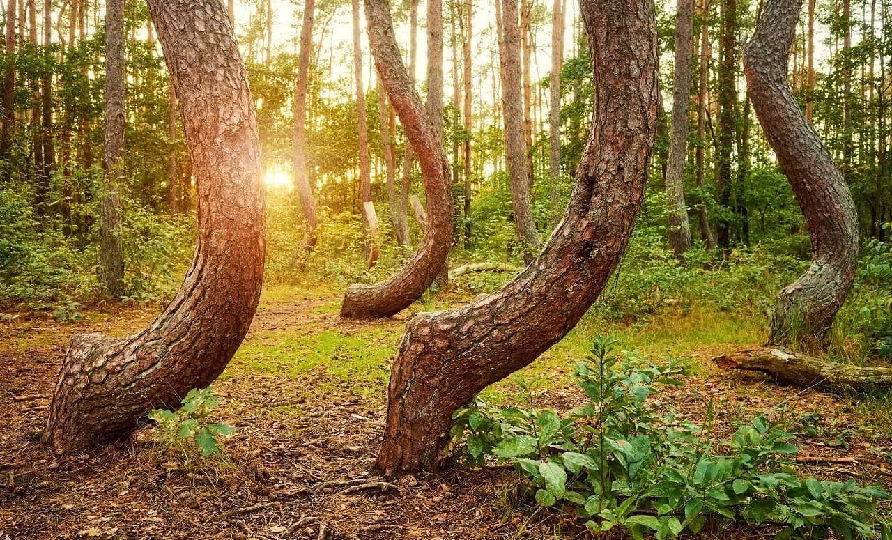 The X-Files of Poland: The Unsolved Mystery of the Crooked Forest